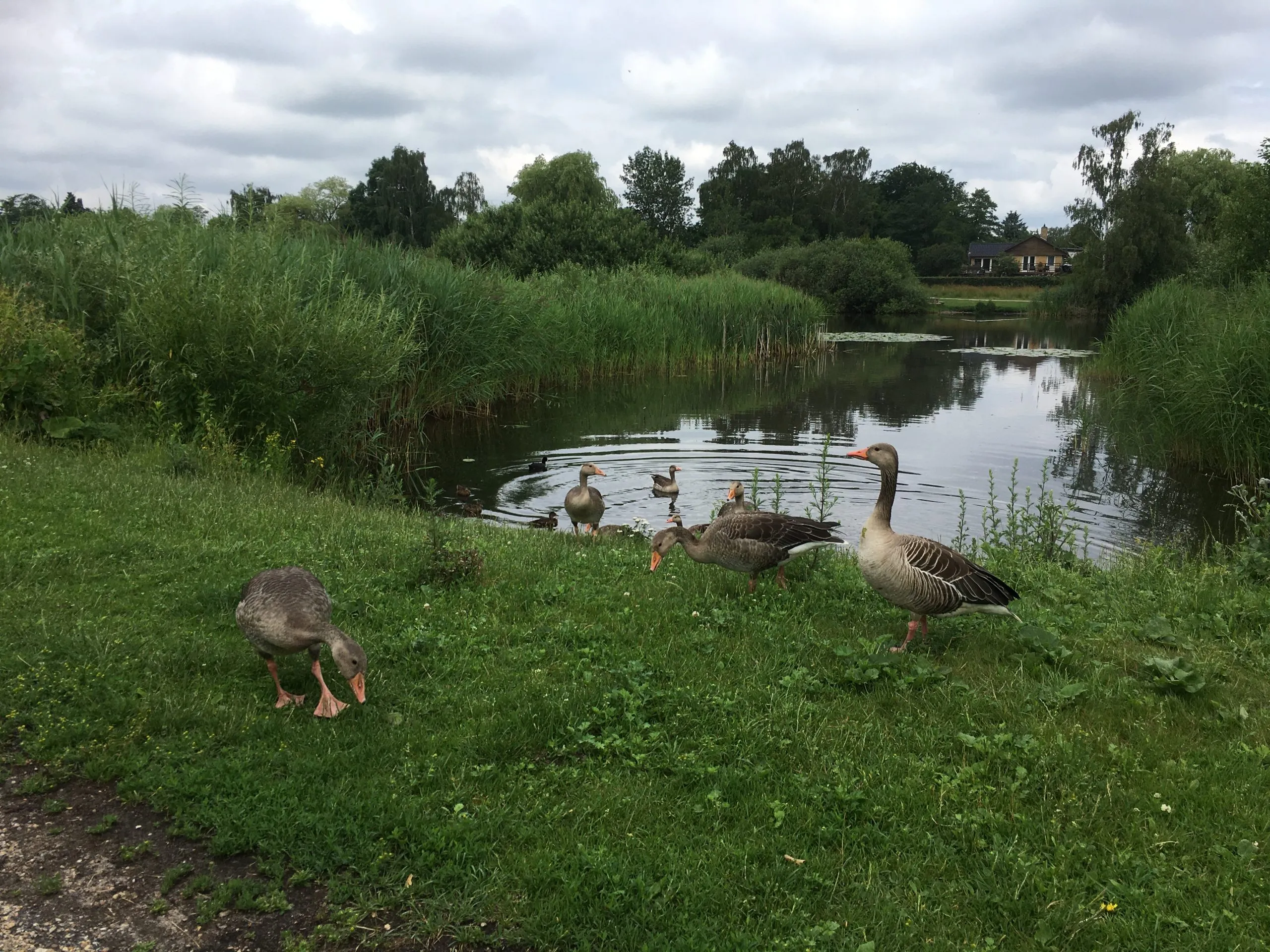 Grågæs på bredden